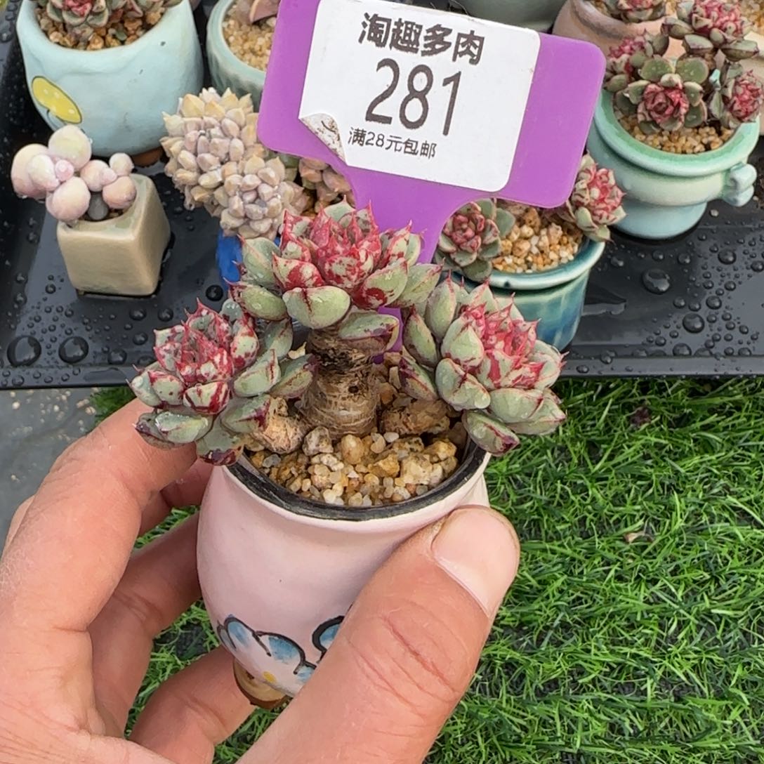 。*多肉植物1111111111