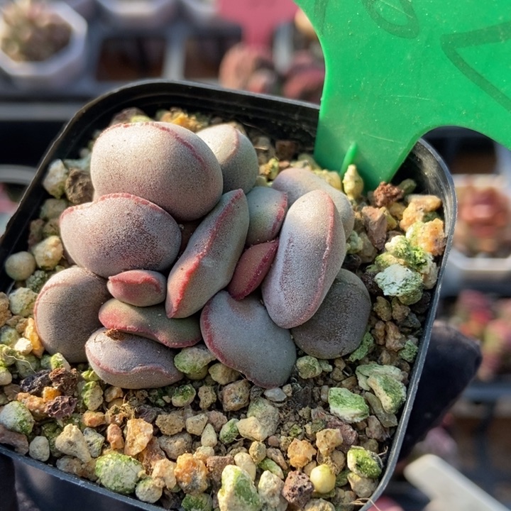 782红蛋多肉植物保护