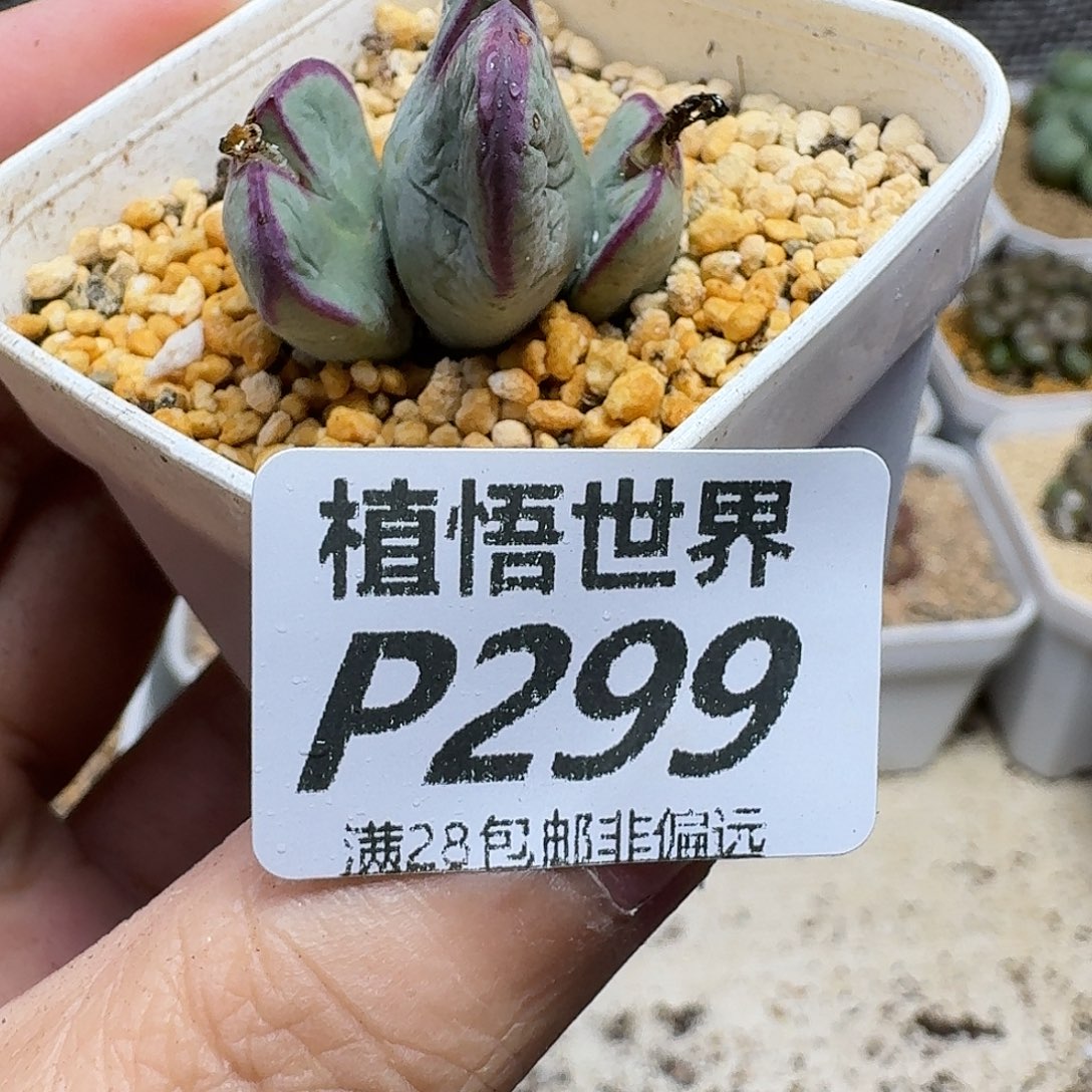 多肉植物的润泽gbjj