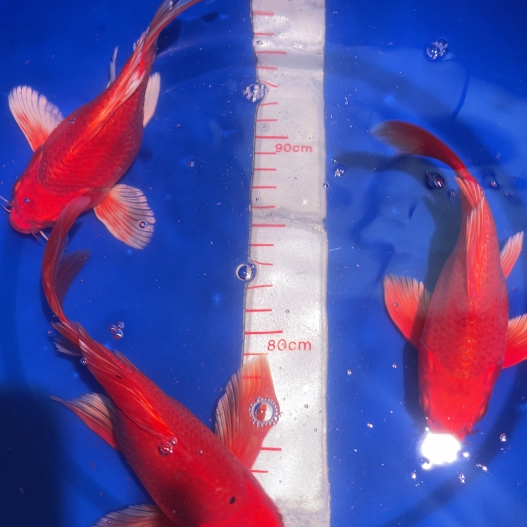 直播间蝴蝶鲤一对一挑选