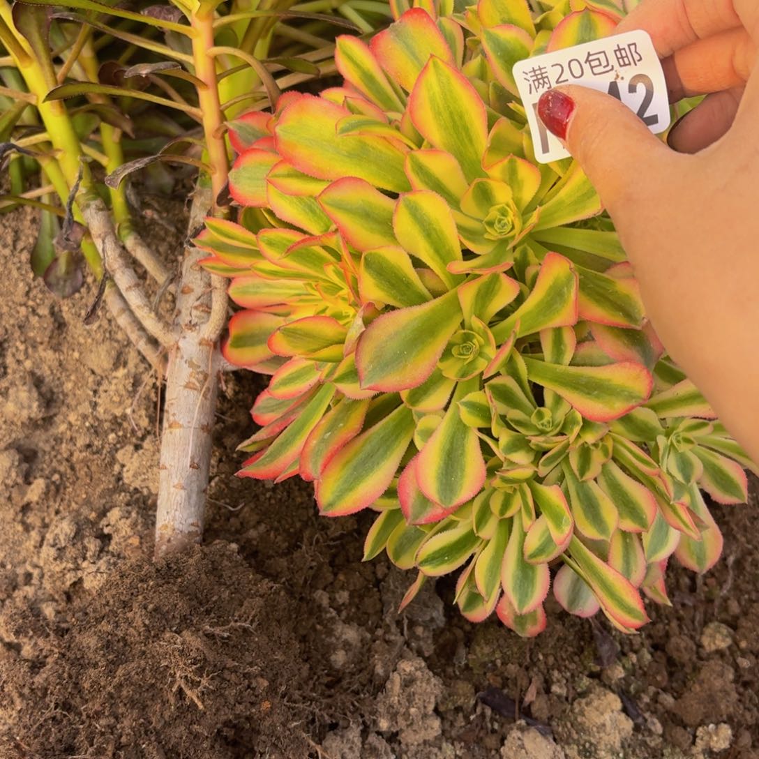 42多肉植物捧花的时候