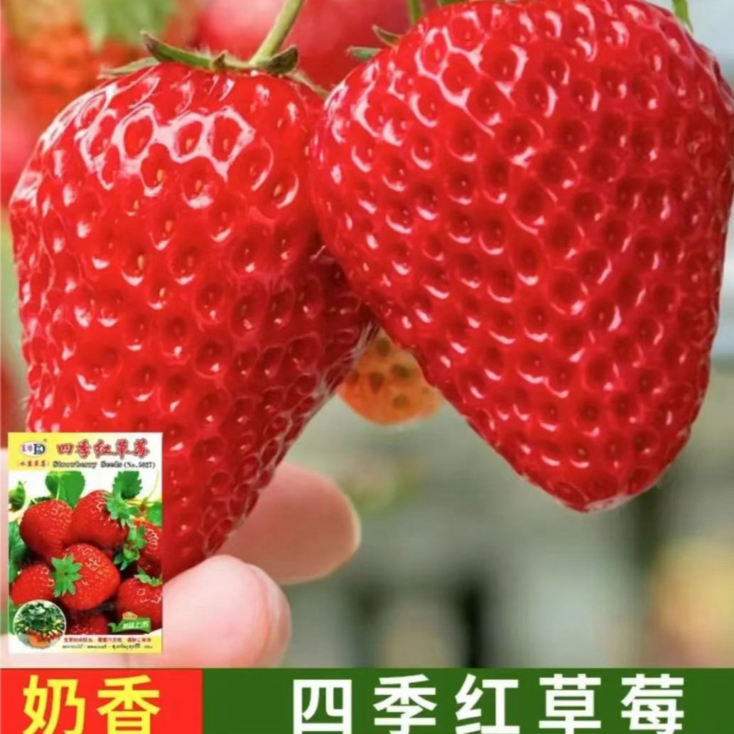 妙香草莓苗，可盆栽地栽室内室外种植