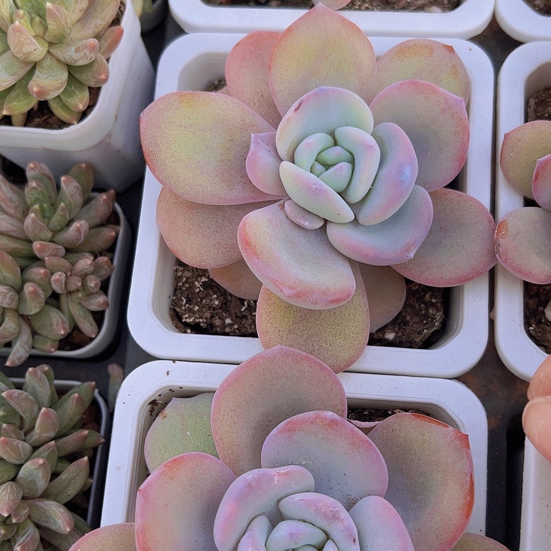 大单头奶茶19包邮多肉