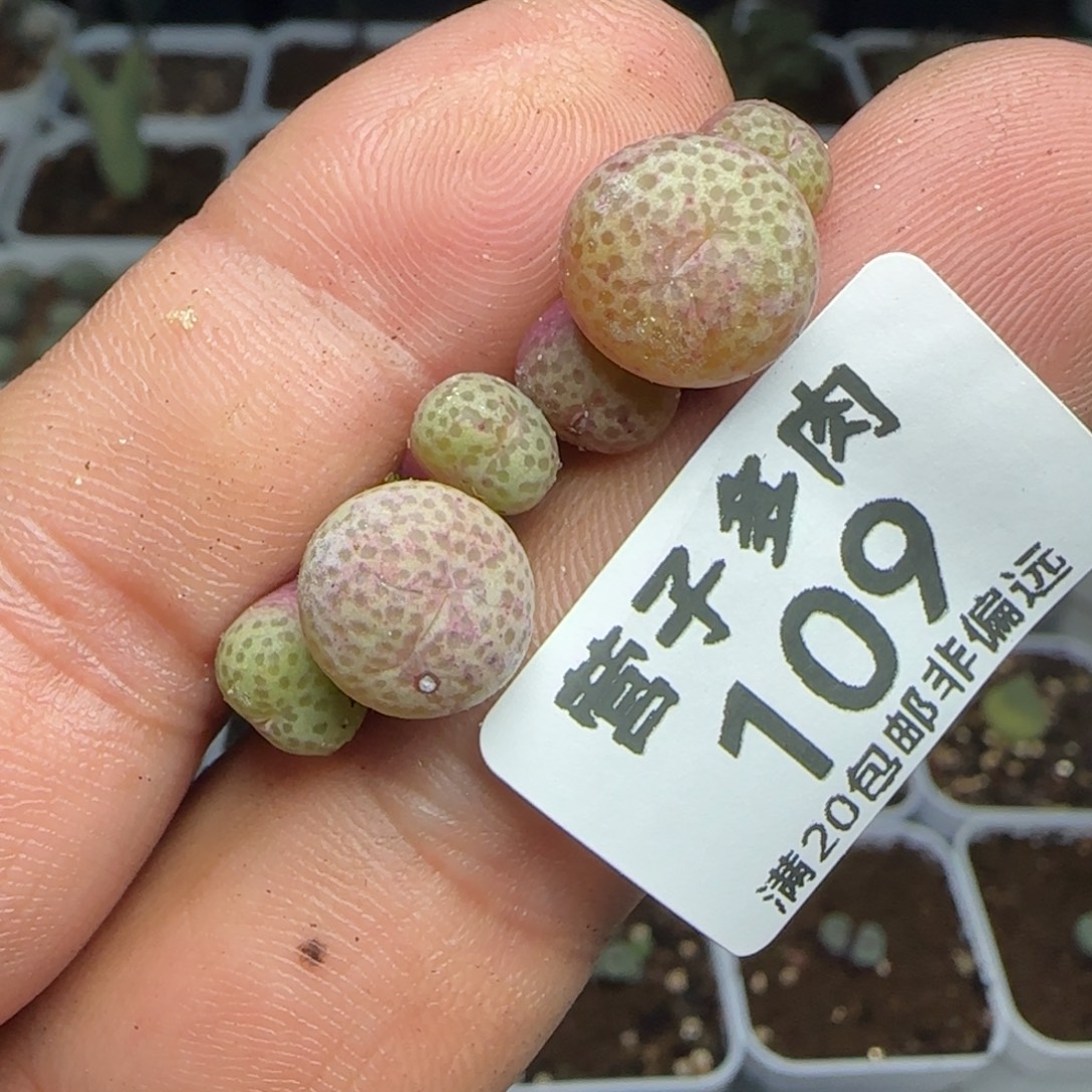 金桔。    两颗3头。        