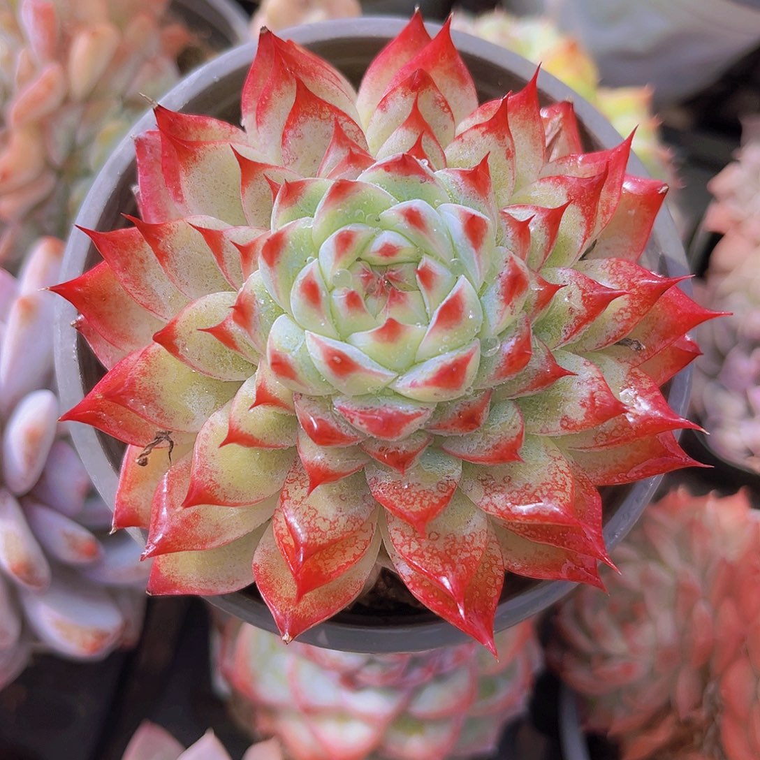 桃夭8公分999999999