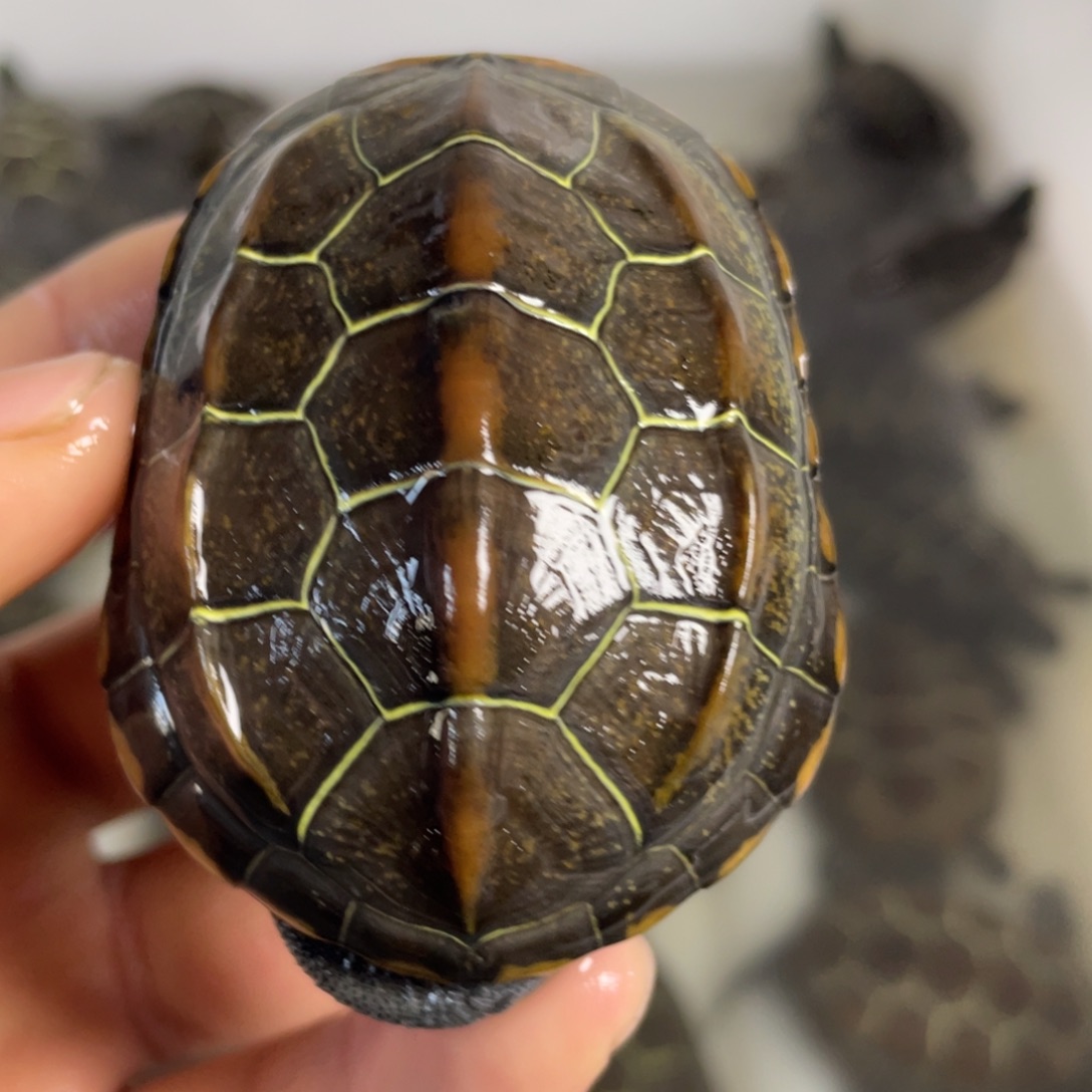 苏北金线冷水草龟