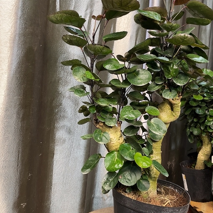 完全开放4585555555