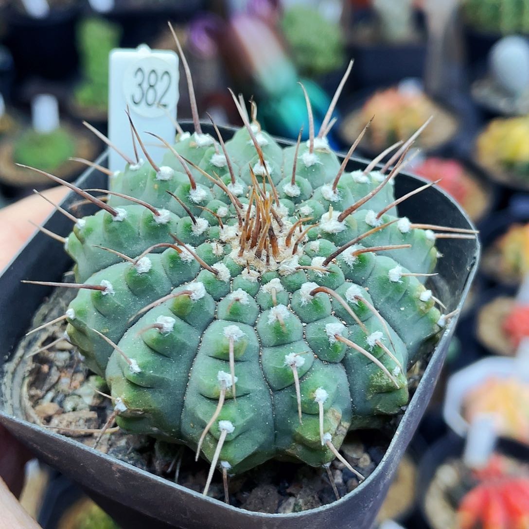 非偏远地区满25包邮仙人球