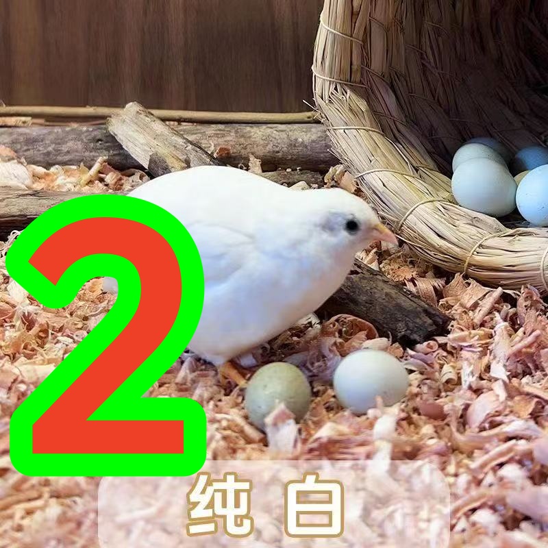 2号 落地王 长肉 青年可选颜色公母包邮包路损 