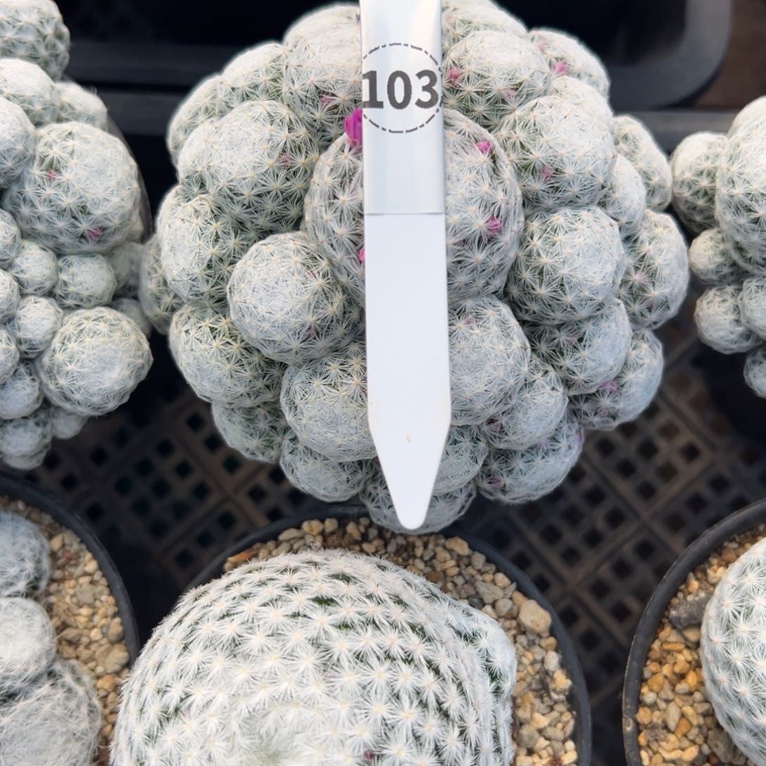 露***·姬春心仙人球多肉植物103