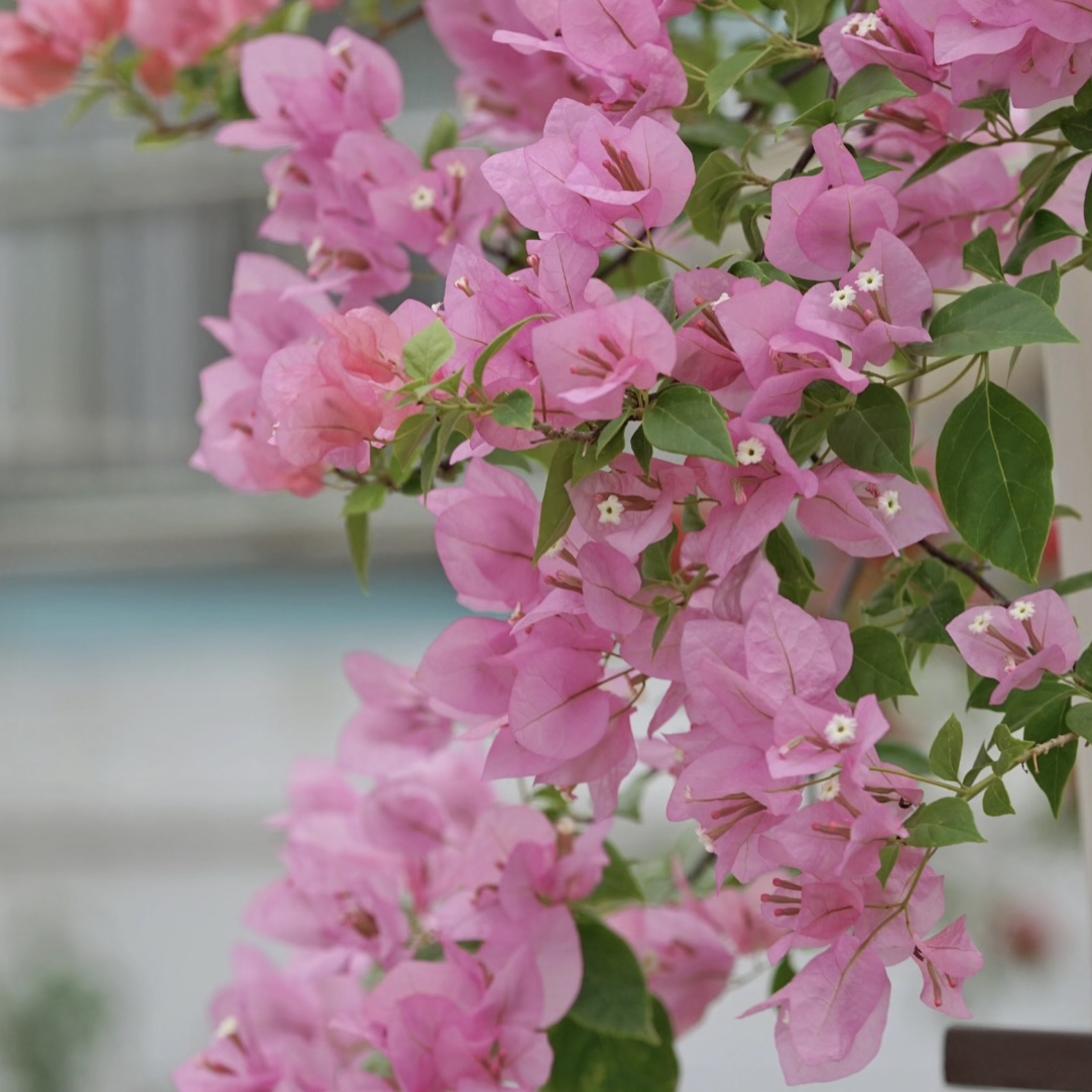 【橙粉公主】原生勤花爬藤（花梦园）落花落叶或一个月内换盆不售后