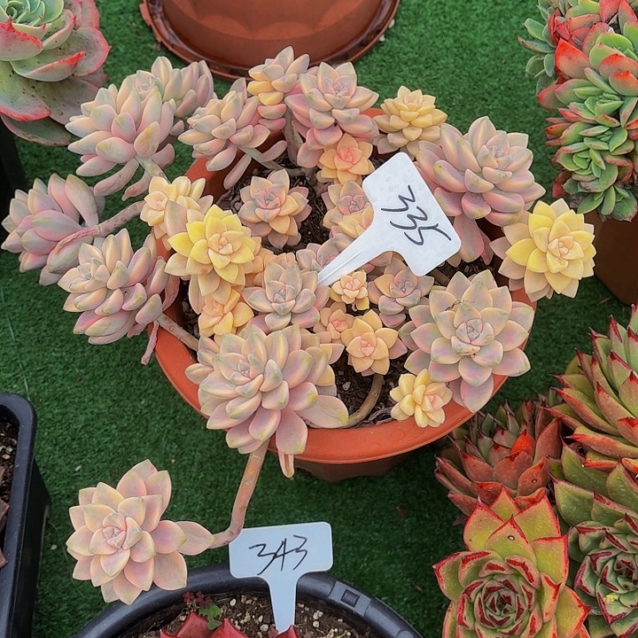 木***贝丽娟花卉美杏锦多头