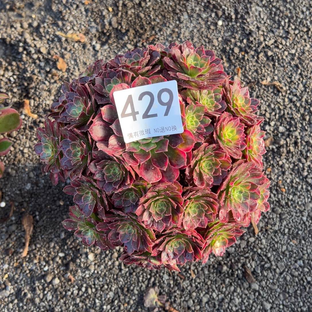 我是真的很喜欢这个