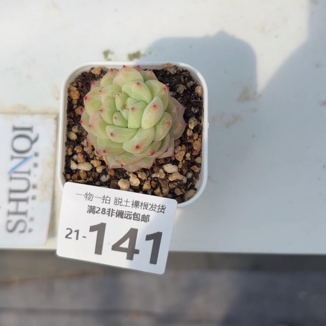 寒非多肉多肉多肉