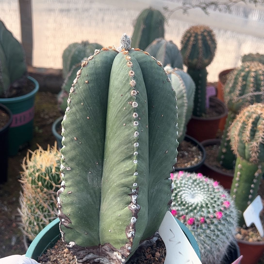 好好难得的哟那我能