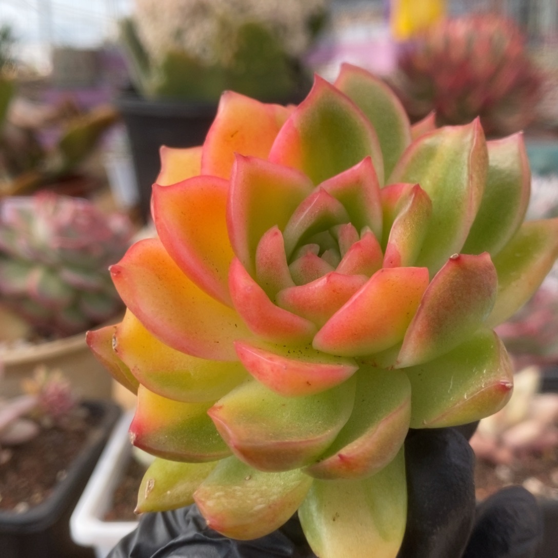 11福利东云杂侧芽锦锦锦锦