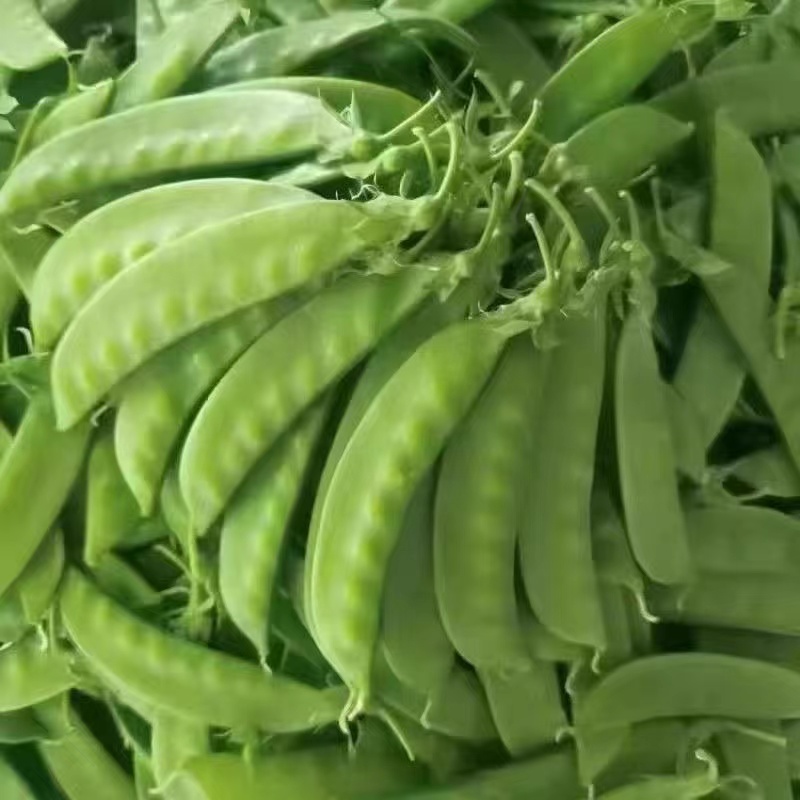 云南荷兰豆便宜新鲜现摘1斤左右
