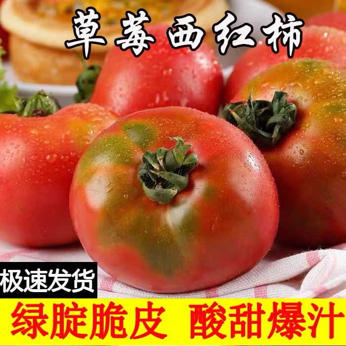 攀枝花露天种铁皮柿子草莓西红柿口感番茄5斤新鲜现摘铁皮生吃