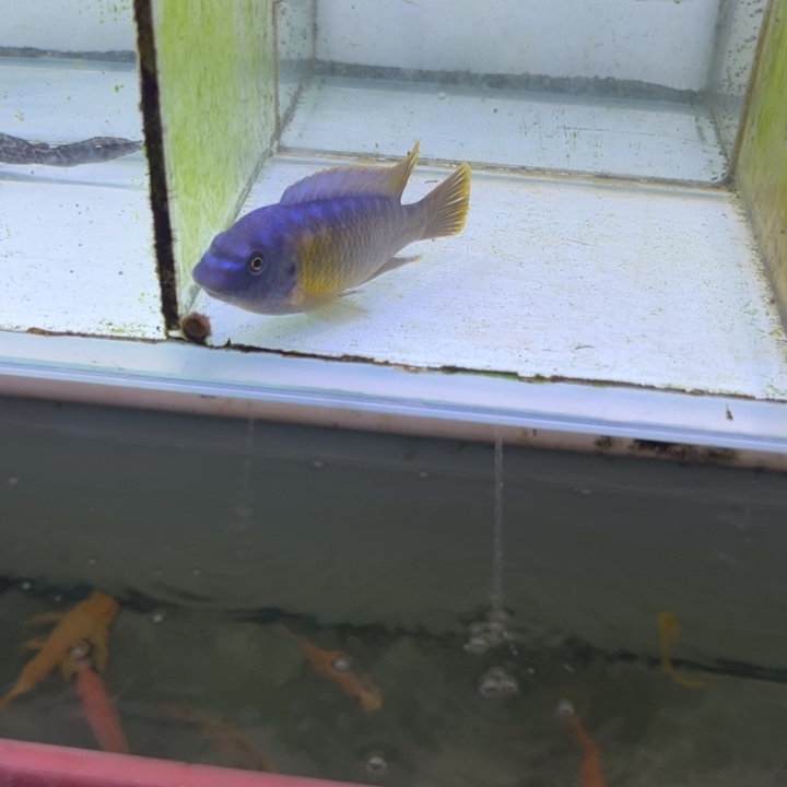 海水鱼三湖慈鲷，热带淡水鱼