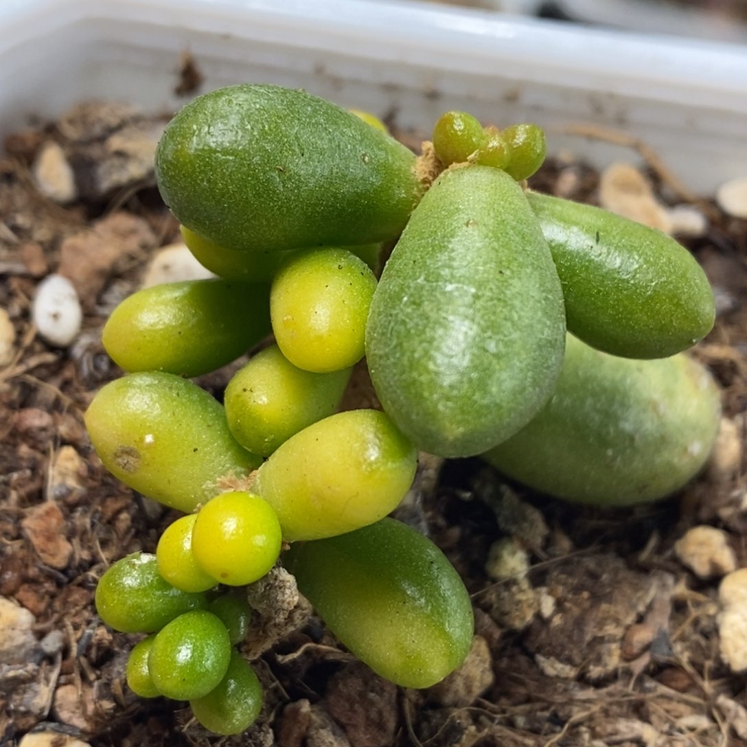 1057绿龟锦 小方花圃一物一拍