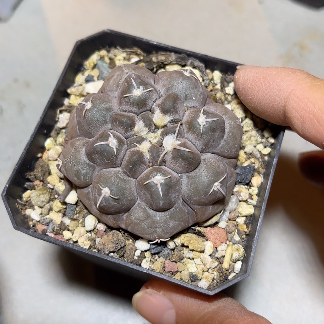 实生大尤龟甲铅皮仙人球