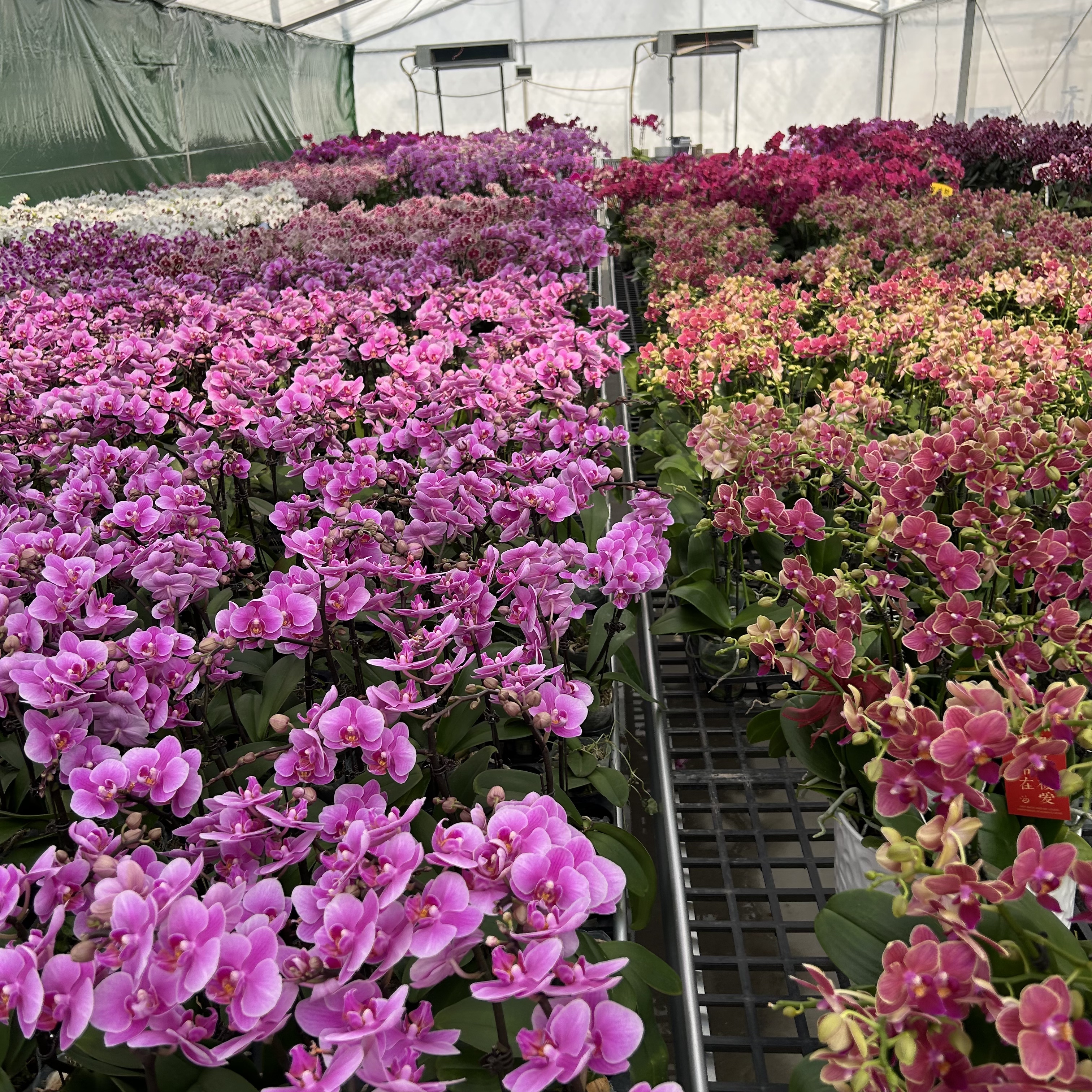 【随机盲盒】蝴蝶兰随机色大中小花型四季花 源头基地直发不带盆