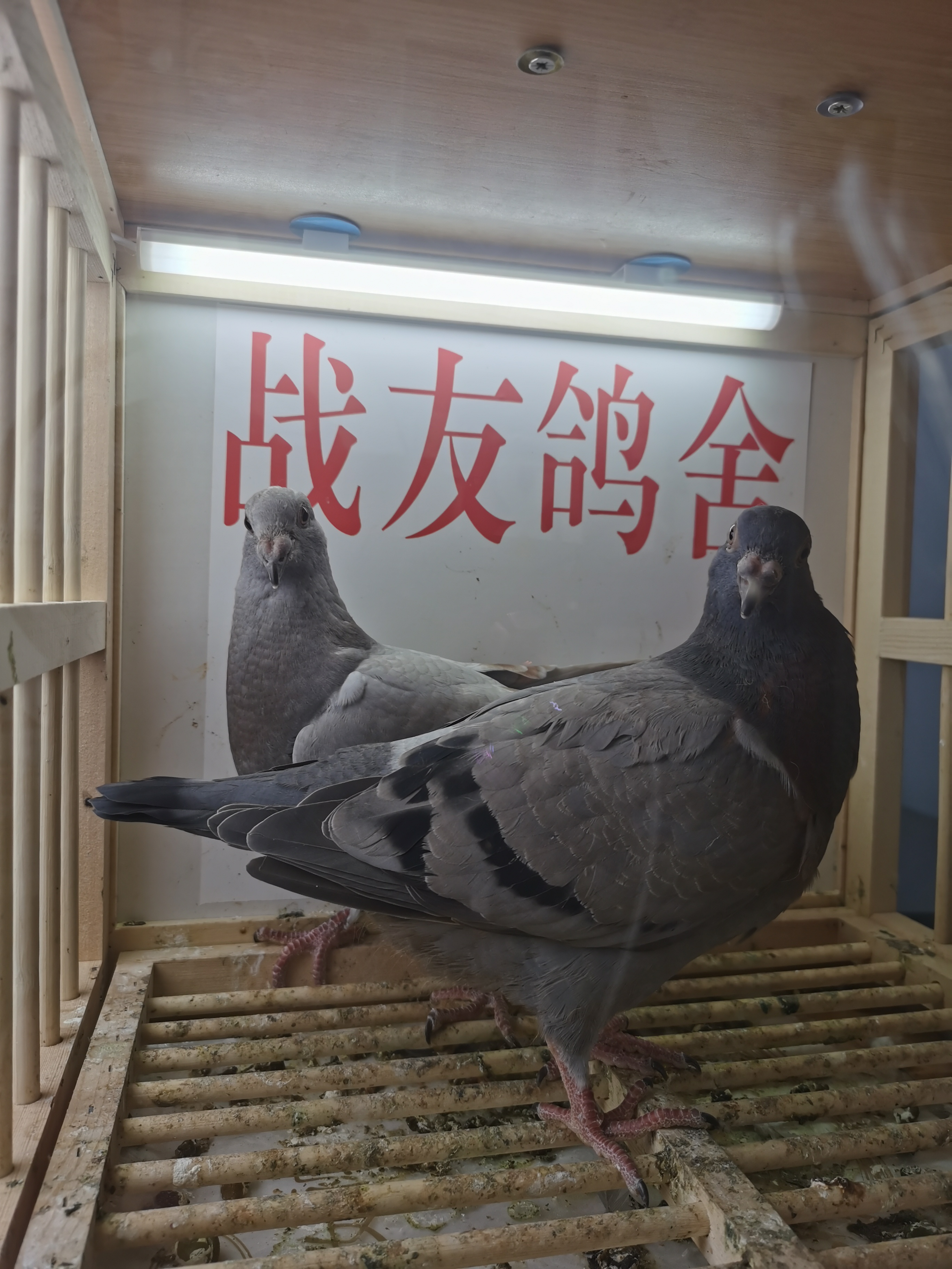实战幼鸽，血统纯正