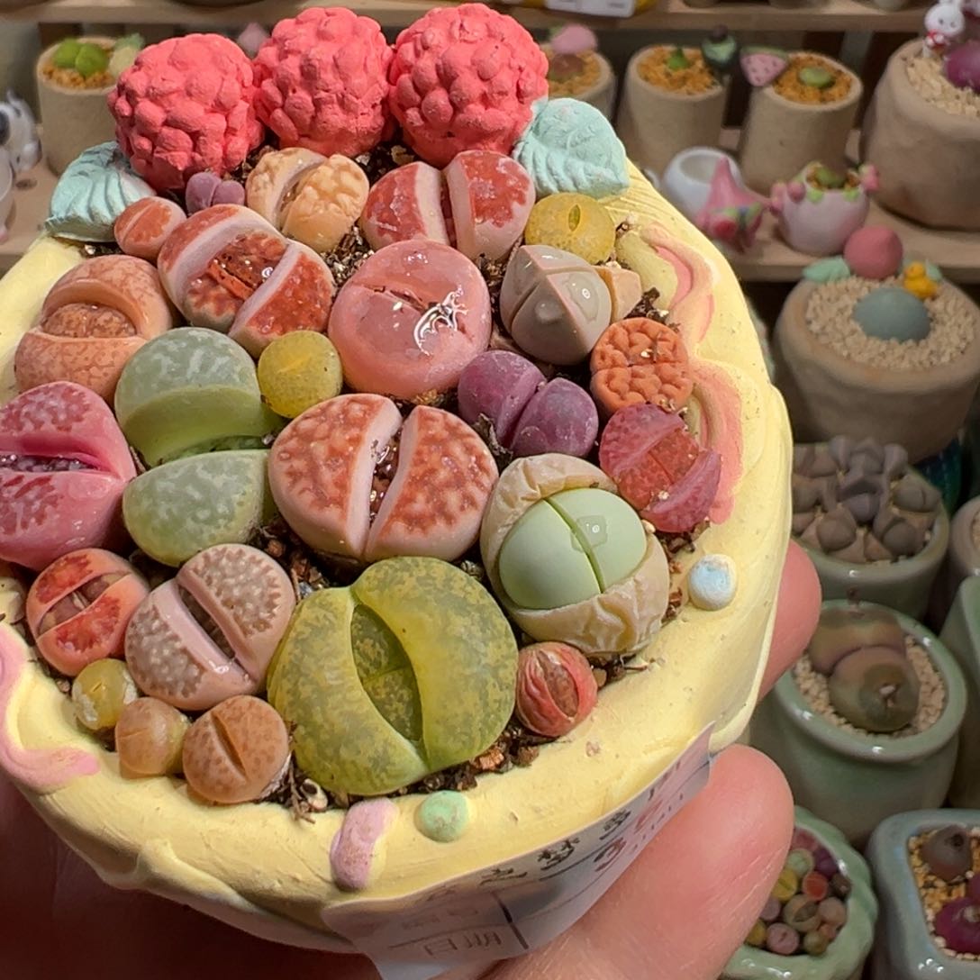 时**豆多肉植物36号组合