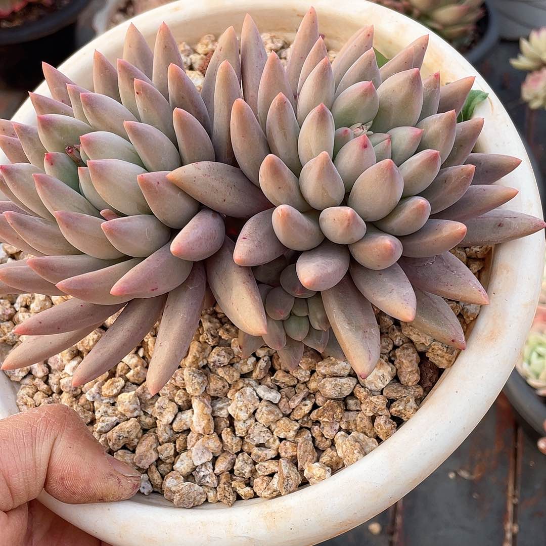非**人多肉植物一物一拍
