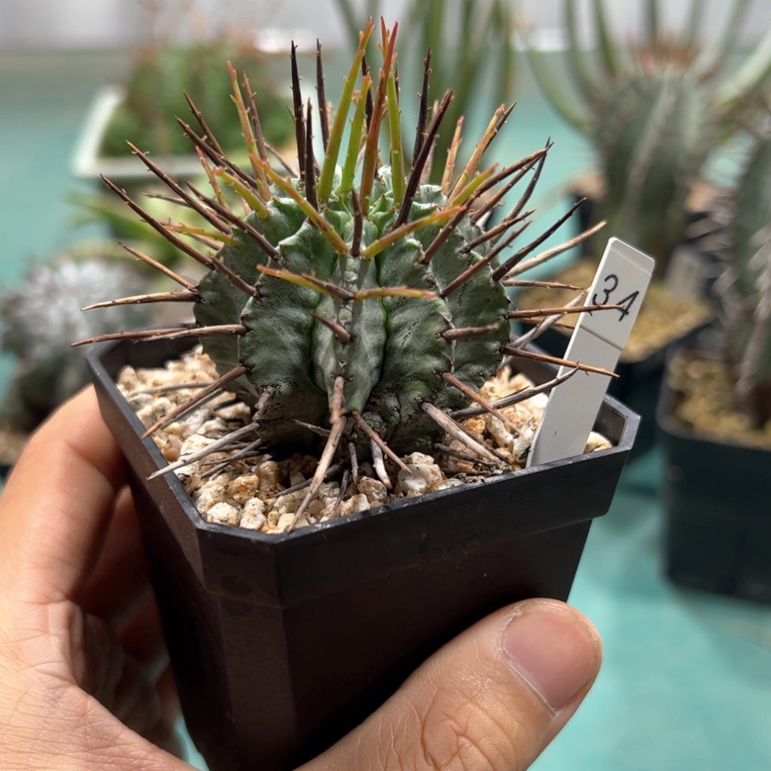 强刺魁伟玉侧芽繁殖脱土发货