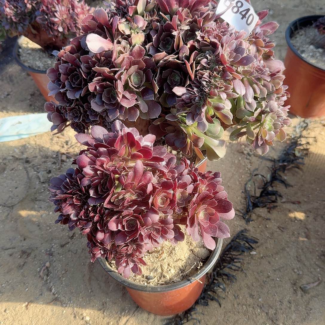 840玫瑰朵朵有伤共2颗