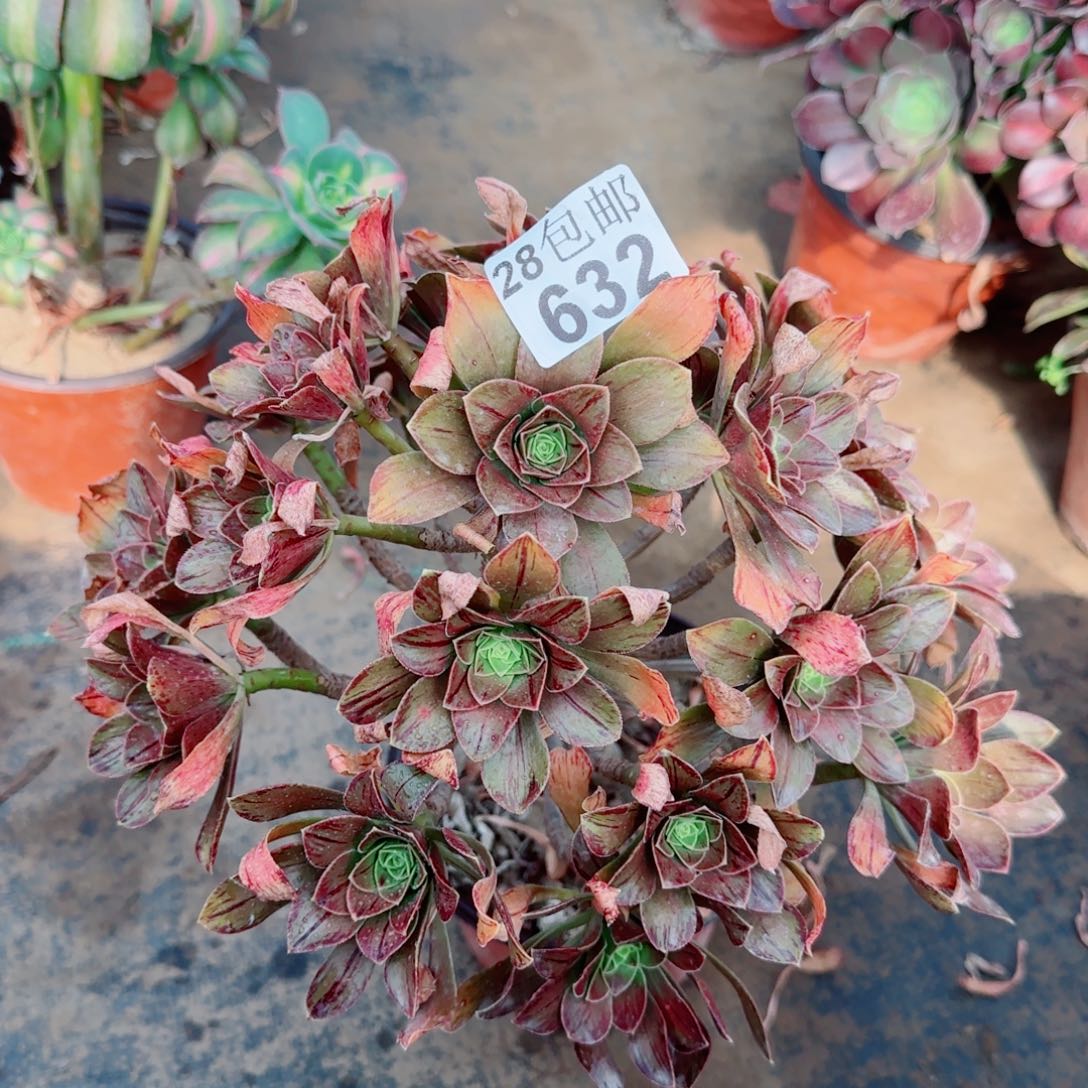 圣诞精灵多肉632满20包邮断枝不包