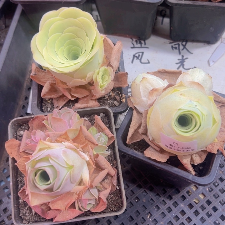 05 裸根不带土发货不包损