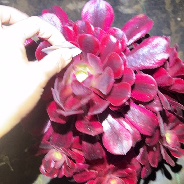 @****?法师链接一物一拍8