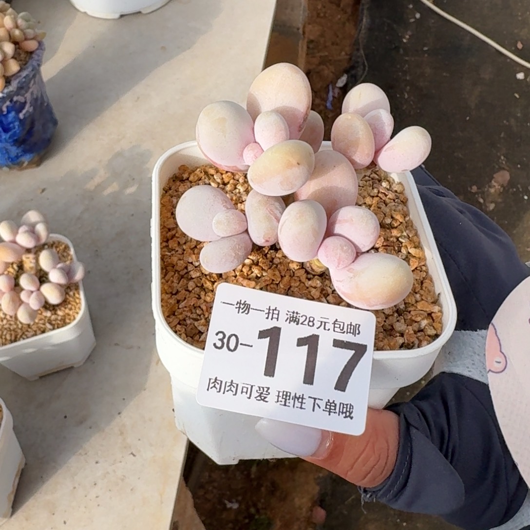 O***。蛋黄奶无盆土发货