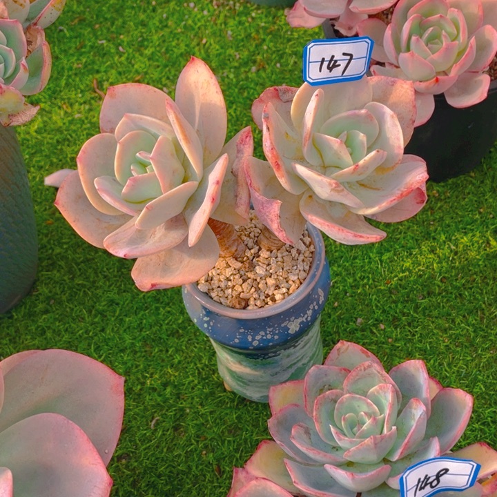 谢谢你的支持000000147