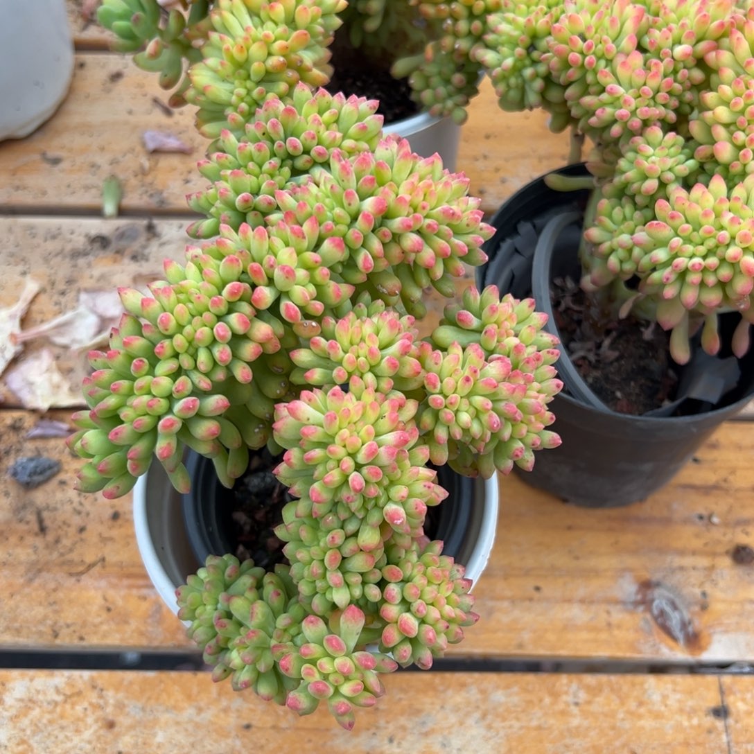 多肉春萌缀化【非偏远地区满18包邮】