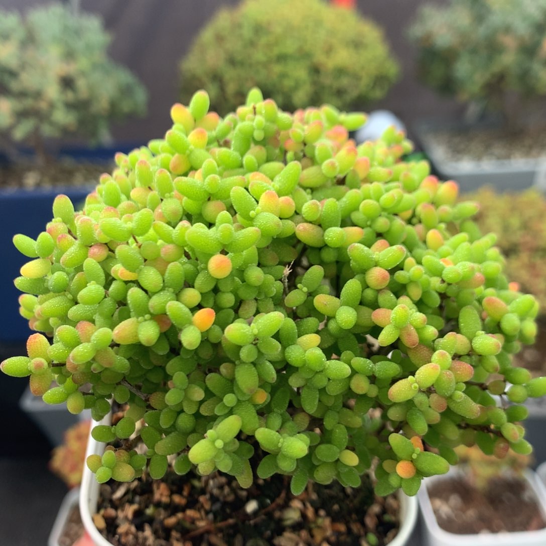 793蜜橘。                