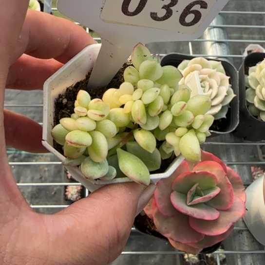 36达摩锦 一物一拍多肉