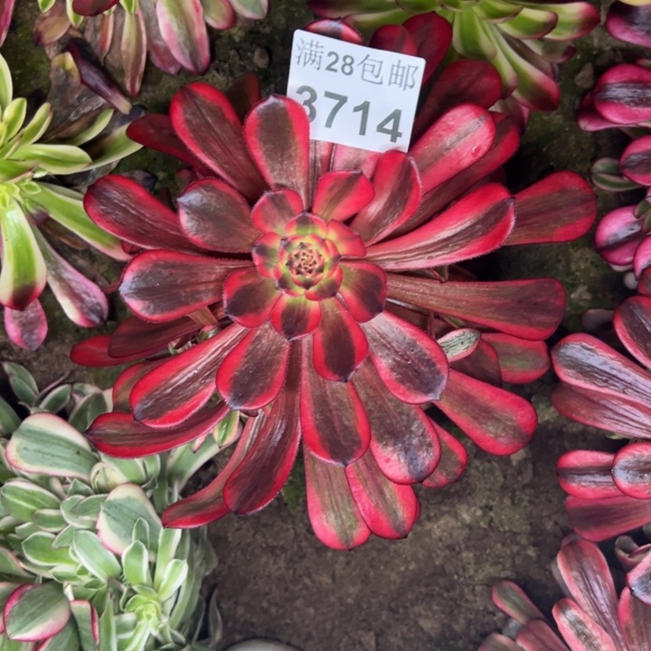3717南红胭脂多肉植物