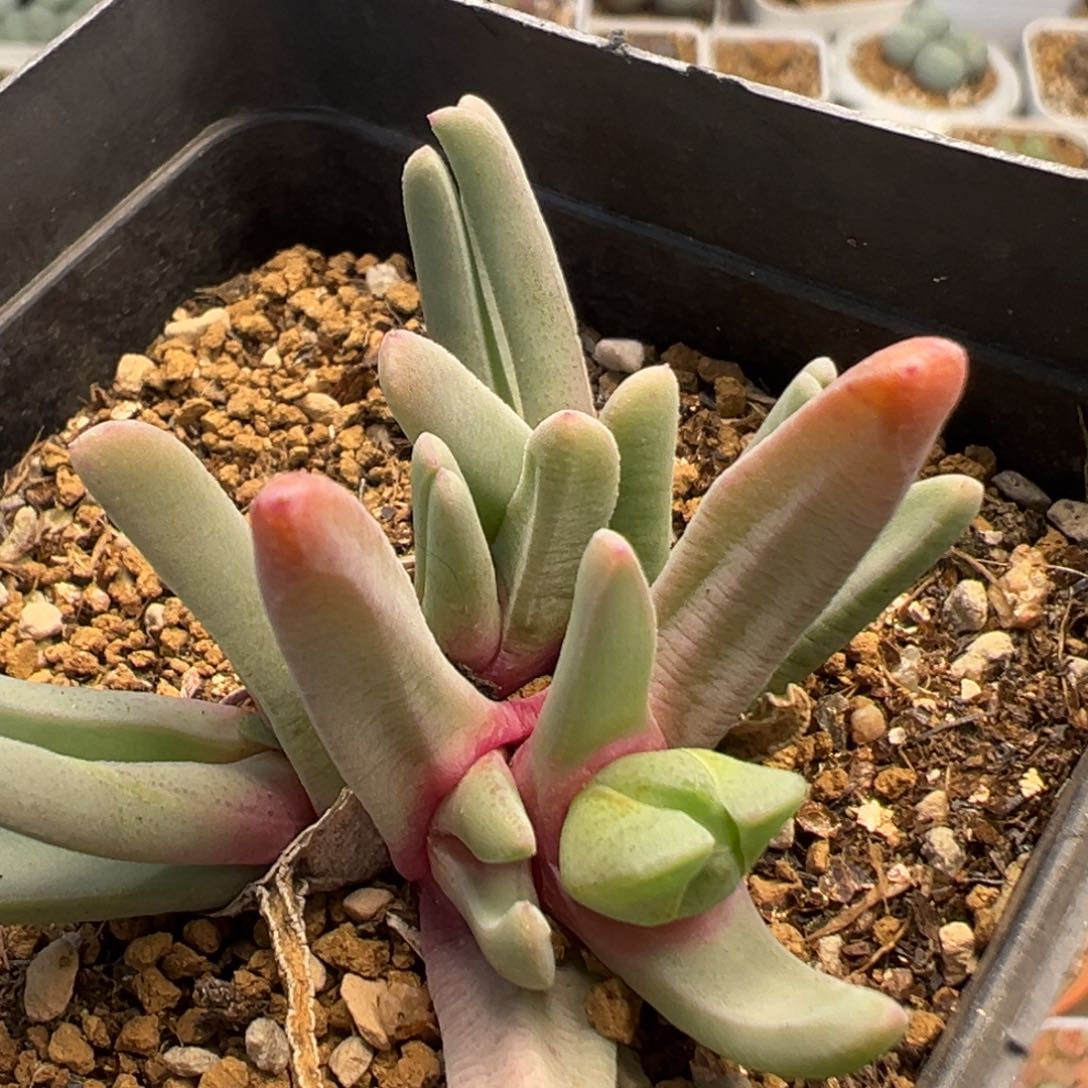 21多肉球百科知识