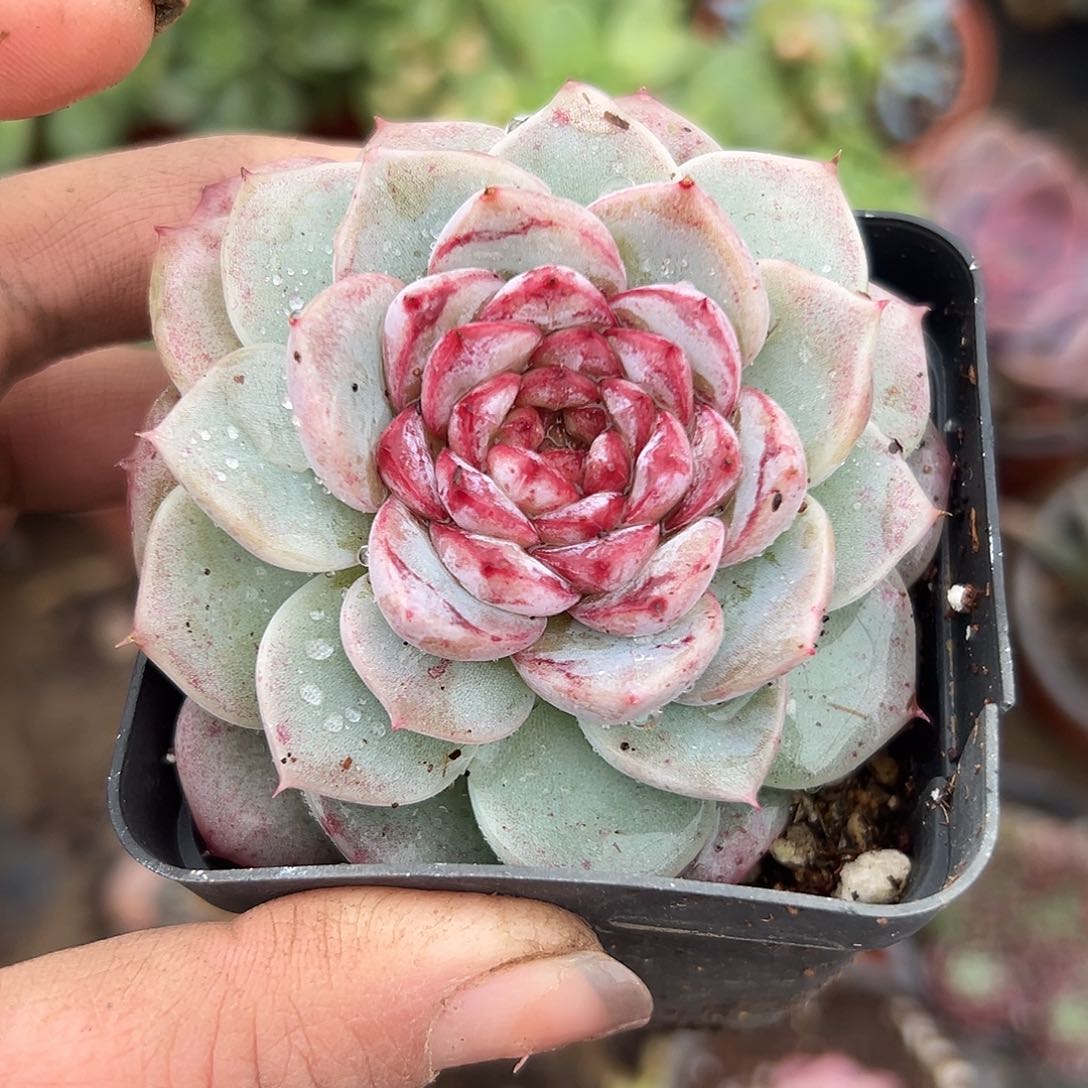 多肉植物多肉植物