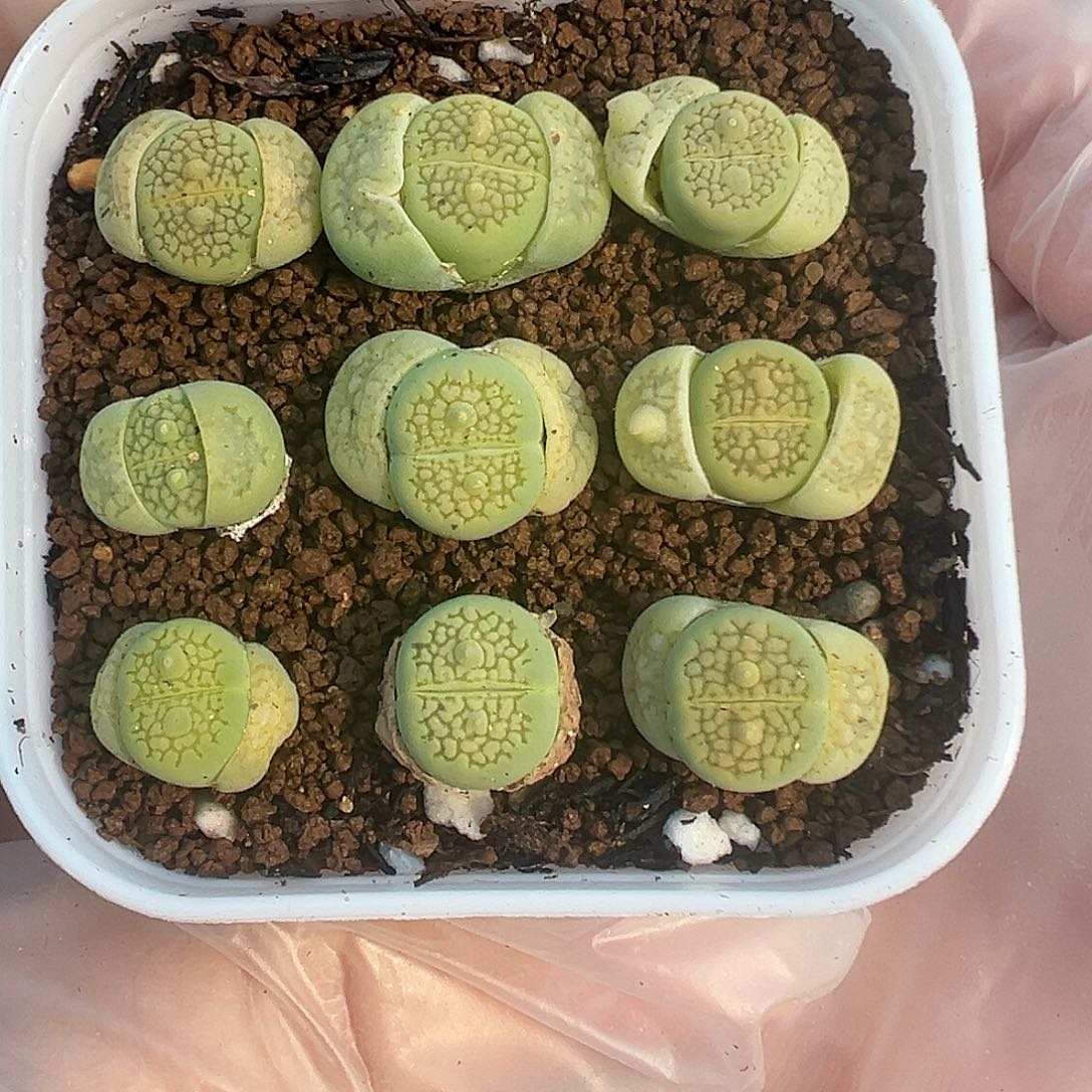 069绿巴厘裸根发货