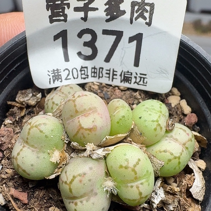 猴带盆土。             
