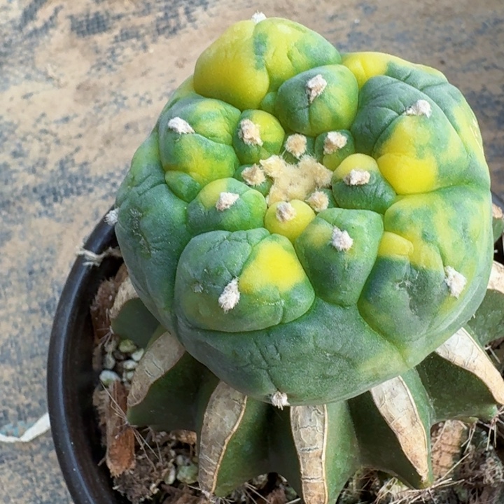 770皱油散斑仙锦