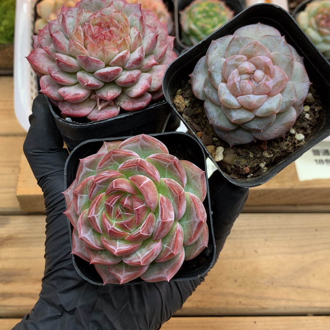 懒羊羊精品多肉一物一拍