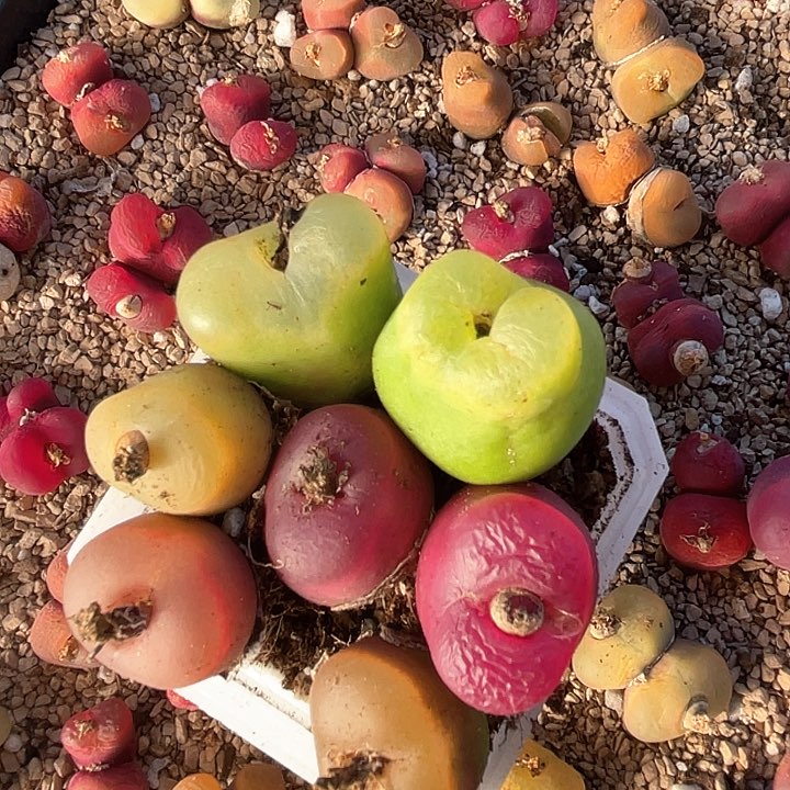 1604。    一组毛毛