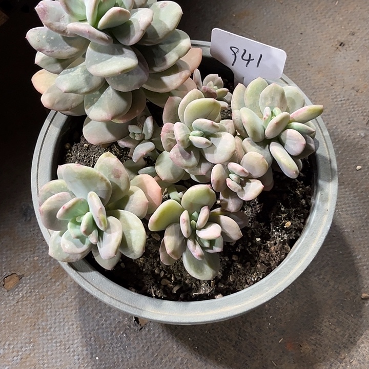 小****00000000000000000941