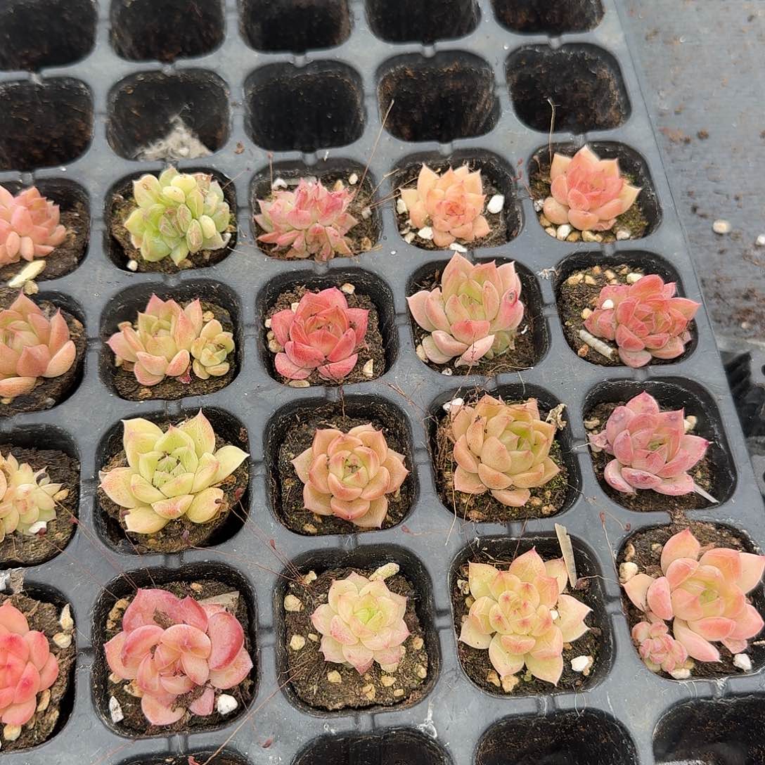 3-12麦秆珍妮杂交麦秆珍妮二十颗量拍左四左五