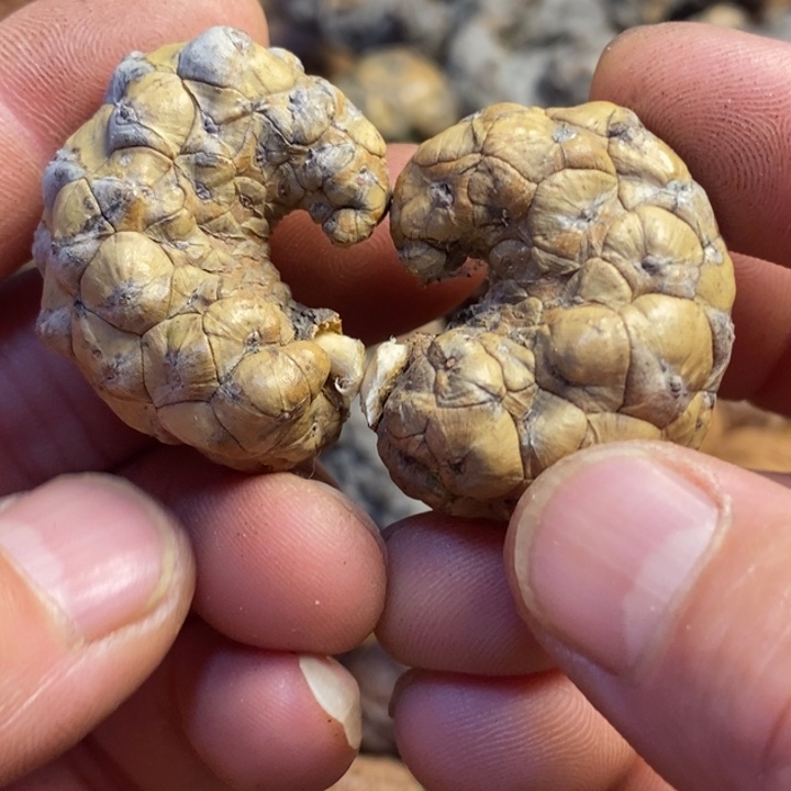 吊坠桃核东北特产43